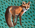 Robin Bray Fine Art