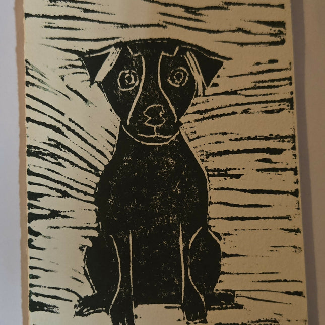 dog11